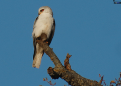 Elanus leucurus leucurus