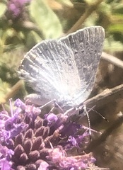 Satyrium sylvinus dryope
