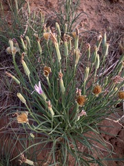 Lygodesmia grandiflora