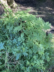 Solanum seaforthianum