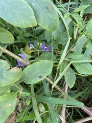 Solanum seaforthianum