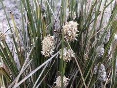 Lomandra leucocephala