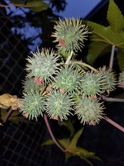 Ricinus communis