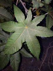 Ricinus communis