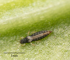 Heliothrips haemorrhoidalis