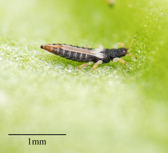 Heliothrips haemorrhoidalis
