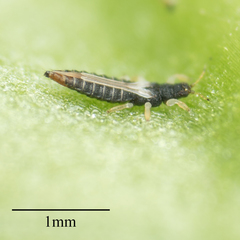 Heliothrips haemorrhoidalis