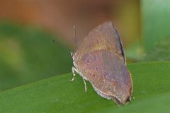 Arhopala rama