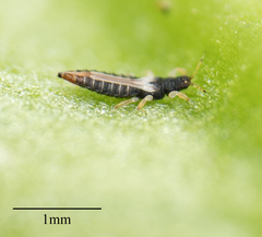 Heliothrips haemorrhoidalis