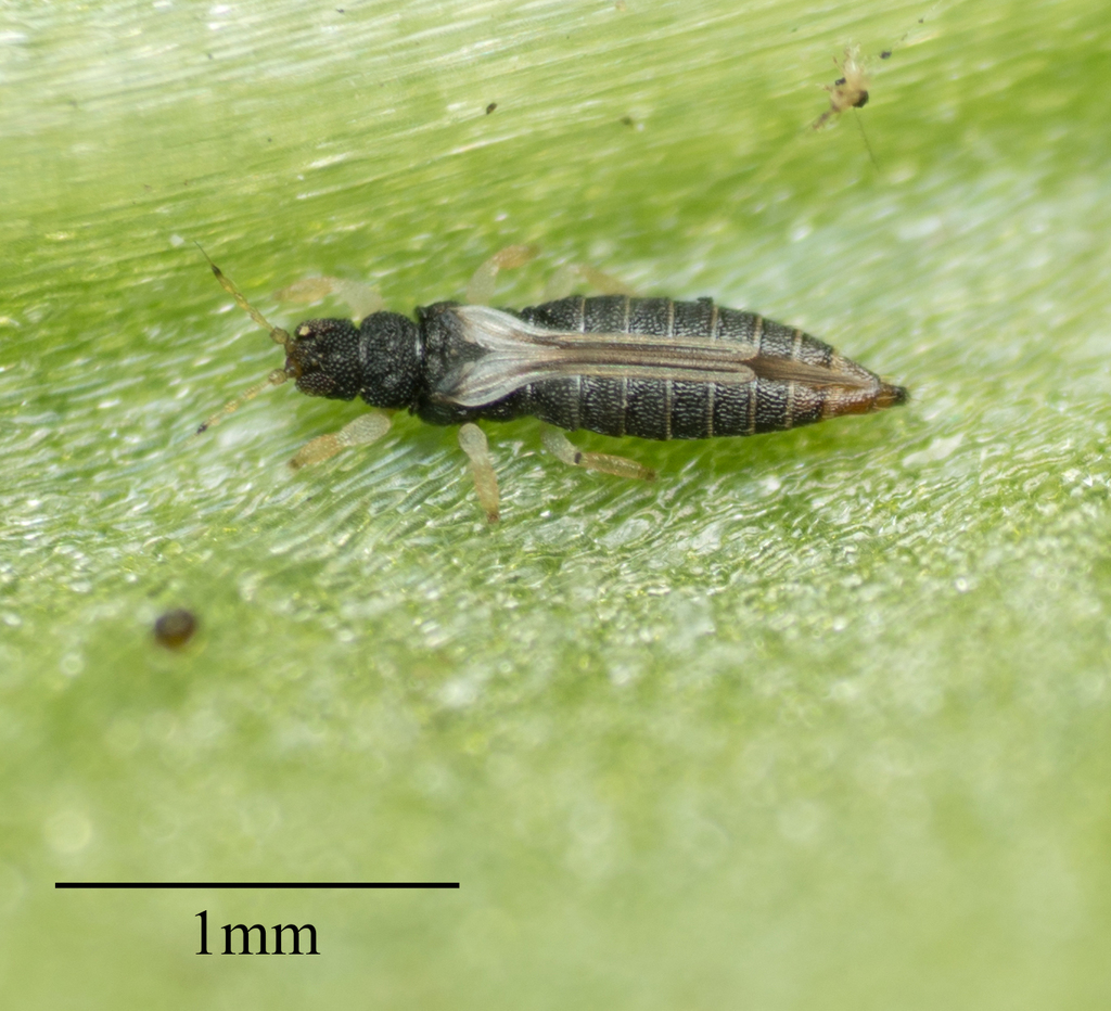 Thrips