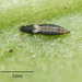 Greenhouse Thrips - Photo no rights reserved, uploaded by Jesse Rorabaugh