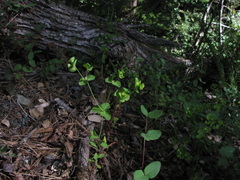Euphorbia crenulata