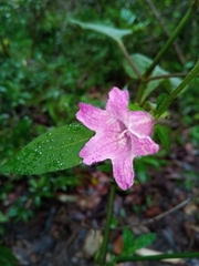 Ruellieae