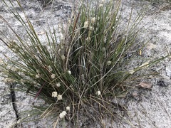 Lomandra leucocephala