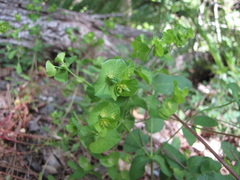 Euphorbia crenulata