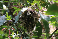 Neodrepanis hypoxantha