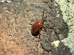 Coccobaphes frontifer