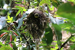 Neodrepanis hypoxantha