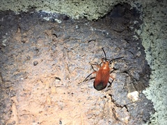 Coccobaphes frontifer