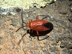 Coccobaphes frontifer