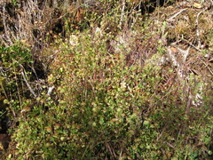 Trifolium cyathiferum