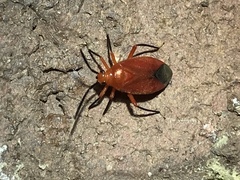 Coccobaphes frontifer