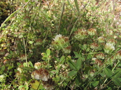 Trifolium cyathiferum