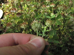 Trifolium cyathiferum