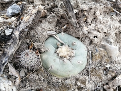 Lophophora diffusa