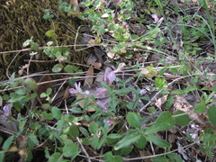 Rhinotropis californica