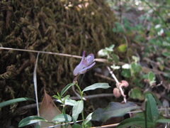Rhinotropis californica