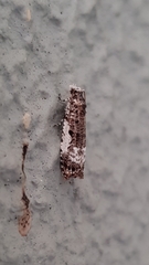 Phricanthes asperana