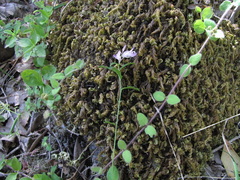 Rhinotropis californica