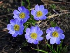 Anemone drummondii drummondii