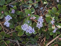 Ceanothus prostratus prostratus