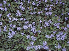 Ceanothus prostratus prostratus