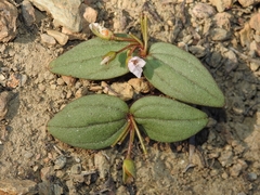 Claytonia obovata