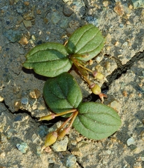 Claytonia obovata