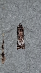 Phricanthes asperana