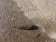 Bathygobius krefftii