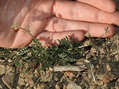 Lomatium engelmannii