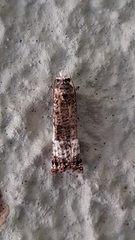 Phricanthes asperana