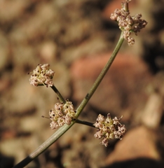 Lomatium engelmannii