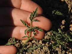 Lomatium engelmannii