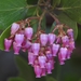 Arctostaphylos patula patula - Photo (c) David Greenberger, some rights reserved (CC BY-NC-ND), uploaded by David Greenberger