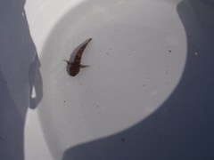 Bathygobius krefftii