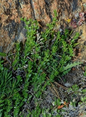 Galium serpenticum scotticum