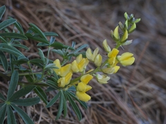 Lupinus croceus
