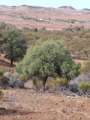 Alectryon oleifolius canescens