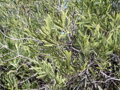 Alectryon oleifolius canescens